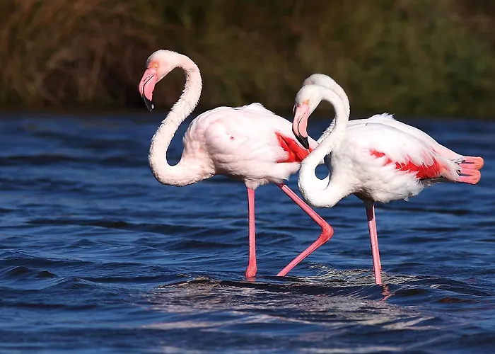 Belle Vue D'angleterre 2* Le Grau-du-Roi